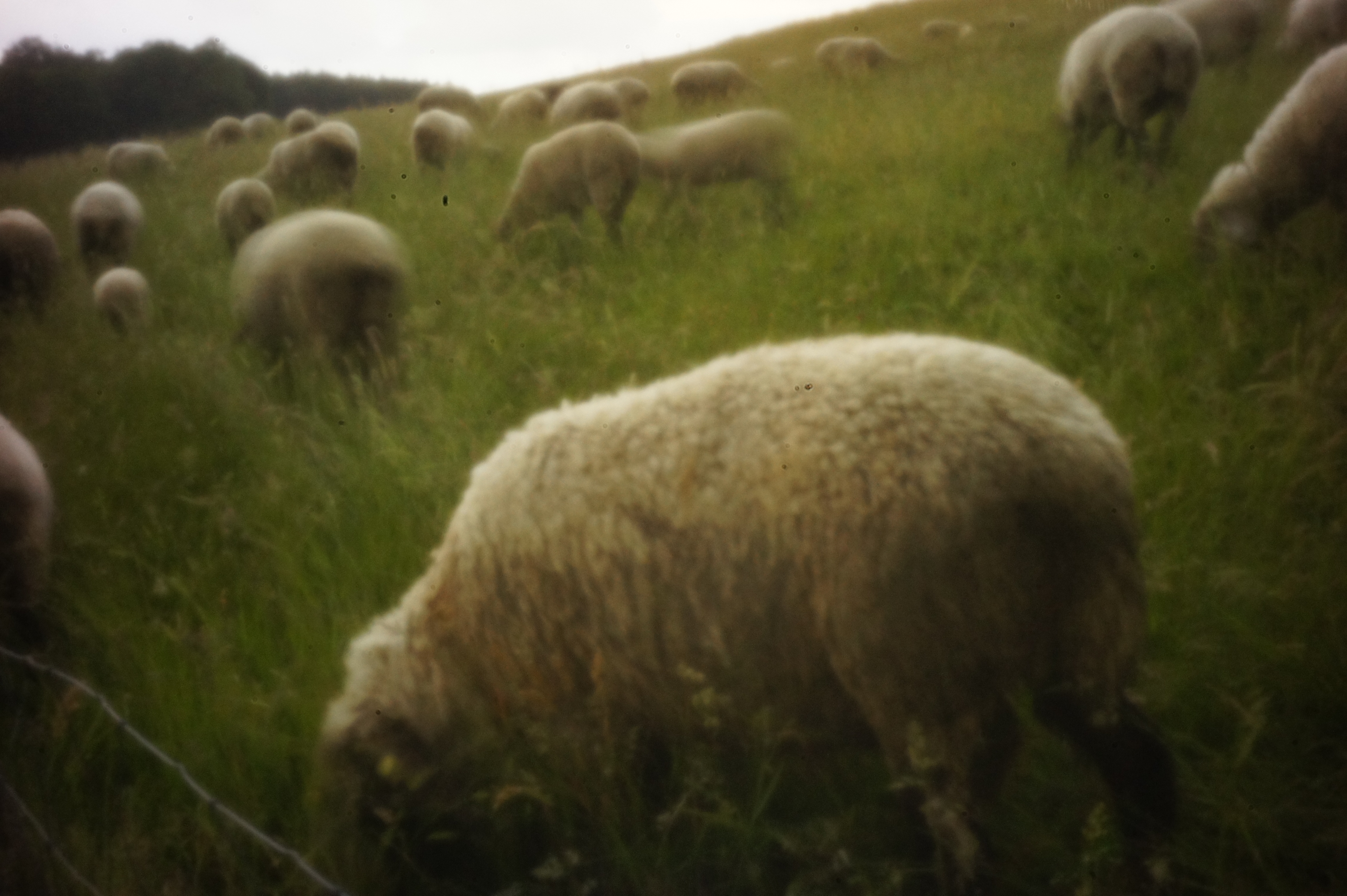 Allgäuschafe vor der Lochkamera – pinhole sheeps and the pinhole camera