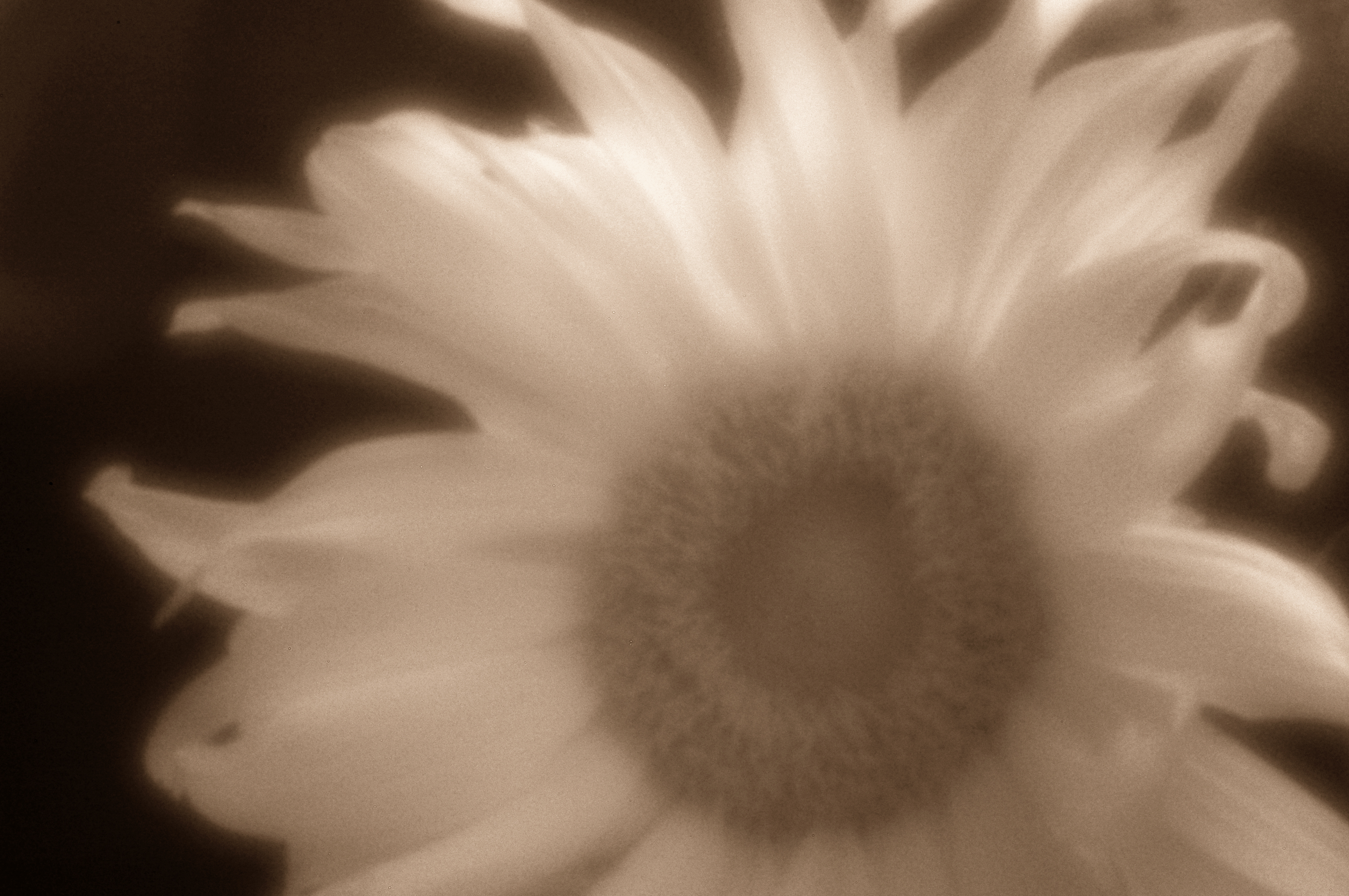 Sonnenblumen Infrarot Pinhole 850nm – Nikon DSLR